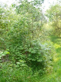 Natur