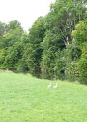 Diemel Schwan