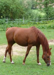 Reiten