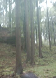 Buchenwald
