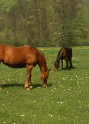 Natur Pferde