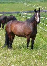 Pferd